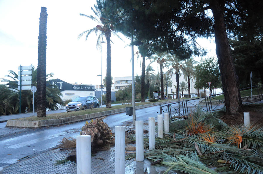 Mérida registró vientos fuertes que provocaron caídas de ramas,alguna palmera y cortes de luz en el centro de la ciudad
