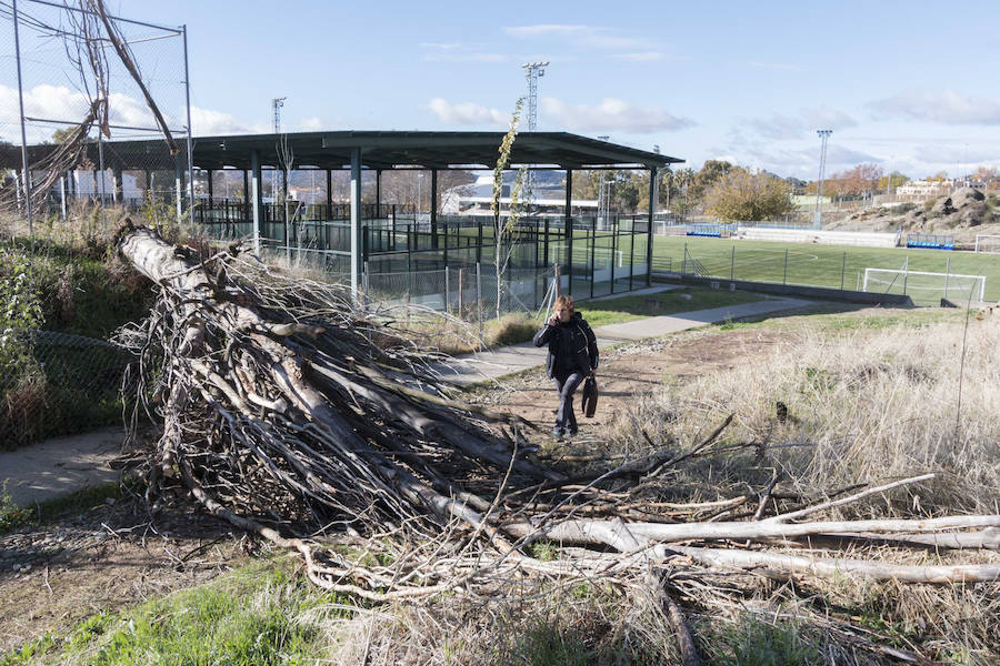 Árbol caído en la Ciudad Deportiva de Plasencia.