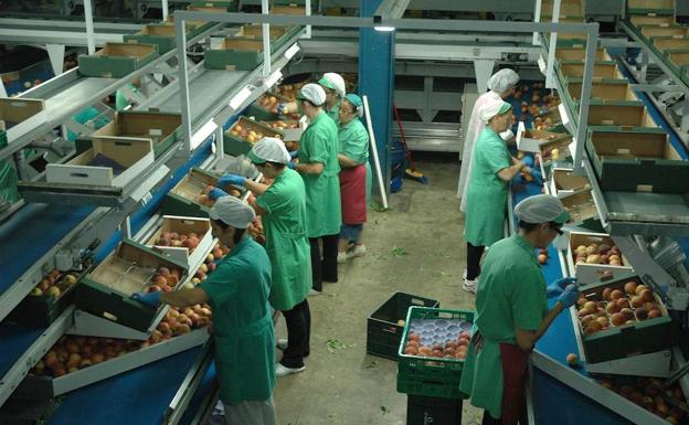 Personas en el trabajo de selección de fruta en un centro de la región extremeña