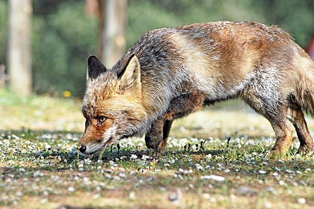 Zorro al acecho. :: JEROME CONTESTIN