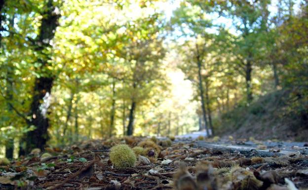 Bosque del Valle del Ambroz en otoño:: hOY