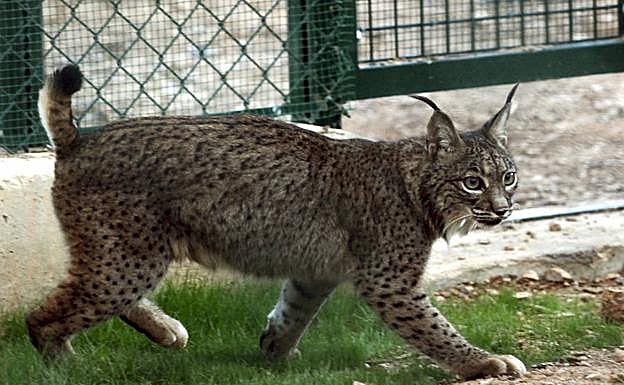 Más de 200 linces han sido liberados desde 2011 para recuperar la especie en la Península