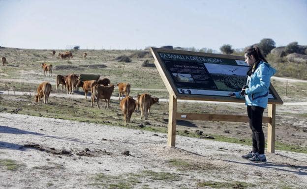 Varias vacas rodean uno de los paneles instalados el pasado día 13 en el Barrueco de Arriba. Es una estampa habitual :: LORENZO CORDERO