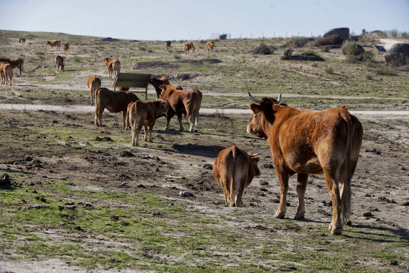 Los turistas que llegan al Barrueco de Arriba para ver el escenario de la gran batalla se encuentran el campo lleno de vacas