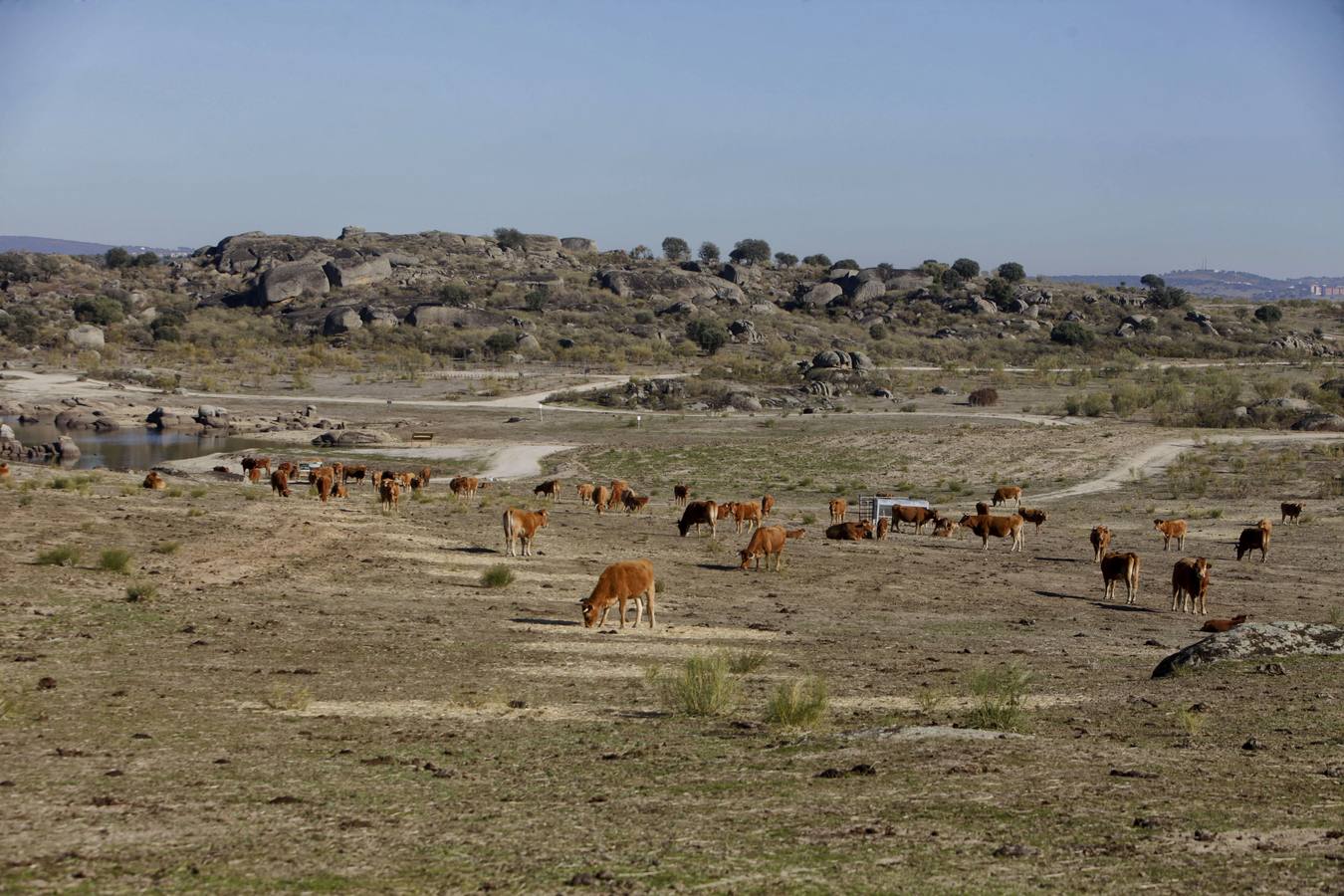 Los turistas que llegan al Barrueco de Arriba para ver el escenario de la gran batalla se encuentran el campo lleno de vacas