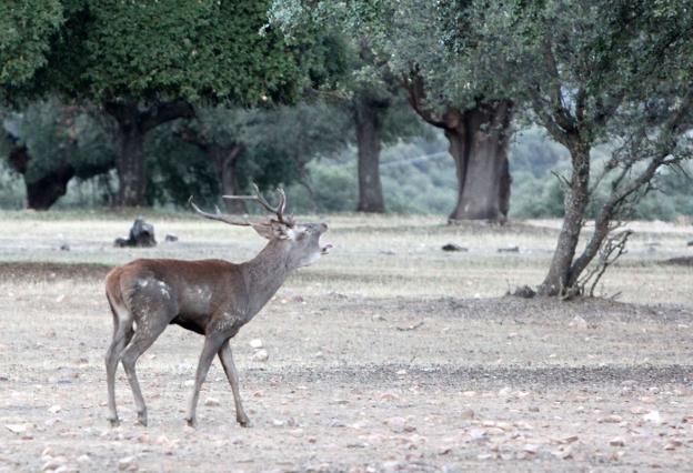 Ejemplar de ciervo en Monfragüe durante la berrea. :: lorenzo cordero