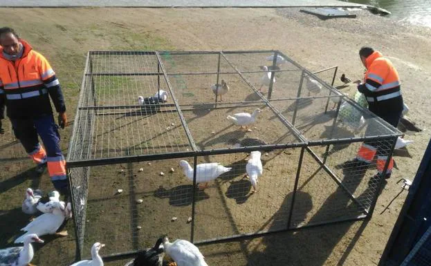 Los operarios colocan la jaula para atrapar a los animales. 