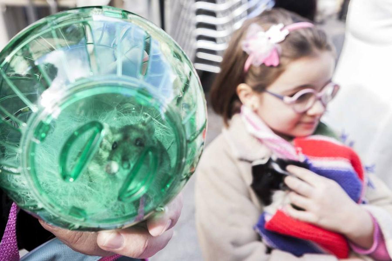 Las mascotas se dieron cita en la Plaza de San Juan para asistir a la bendición 