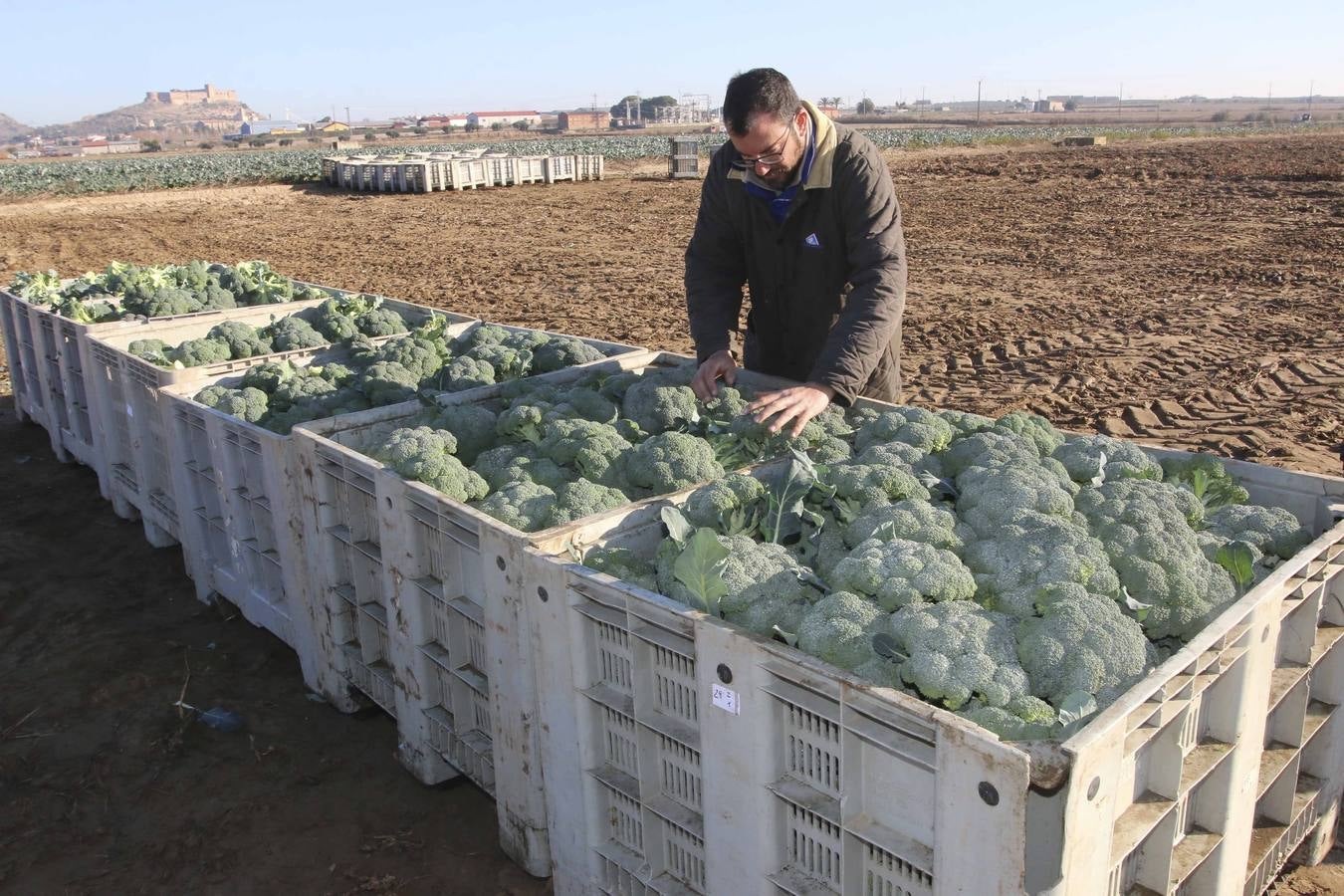La sequía en Murcia llena de brócoli las vegas del Guadiana