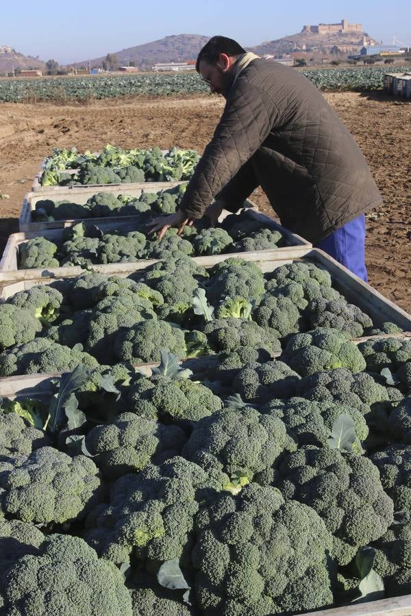 La sequía en Murcia llena de brócoli las vegas del Guadiana