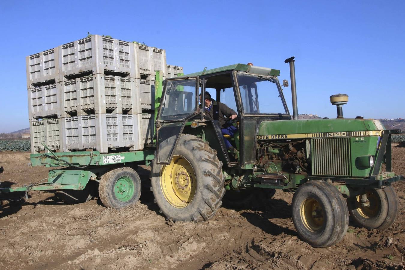 La sequía en Murcia llena de brócoli las vegas del Guadiana