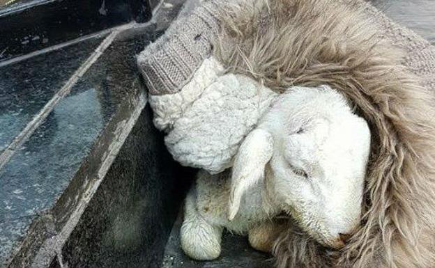 Muere una oveja en Jaén por intoxicación etílica