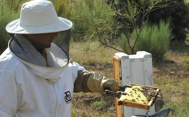 La partida aprobada para apicultura es de 1,2 millones.