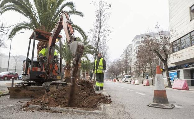 Momento en el que dos operarios de Parques y Jardines retiran un árbol de su alcorque 