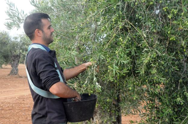 Campaña de la aceituna de mesa, que se adelantó y tuvo menos peso que la de aceite. 