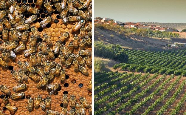 Aprobados 2,2 millones de euros en ayudas a la apicultura y cerca de 1,5 para viñedos 