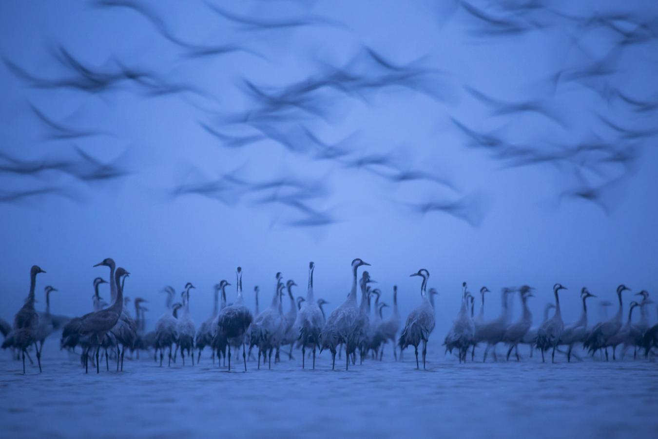 'Las hadas' | Aves de Extremadura.