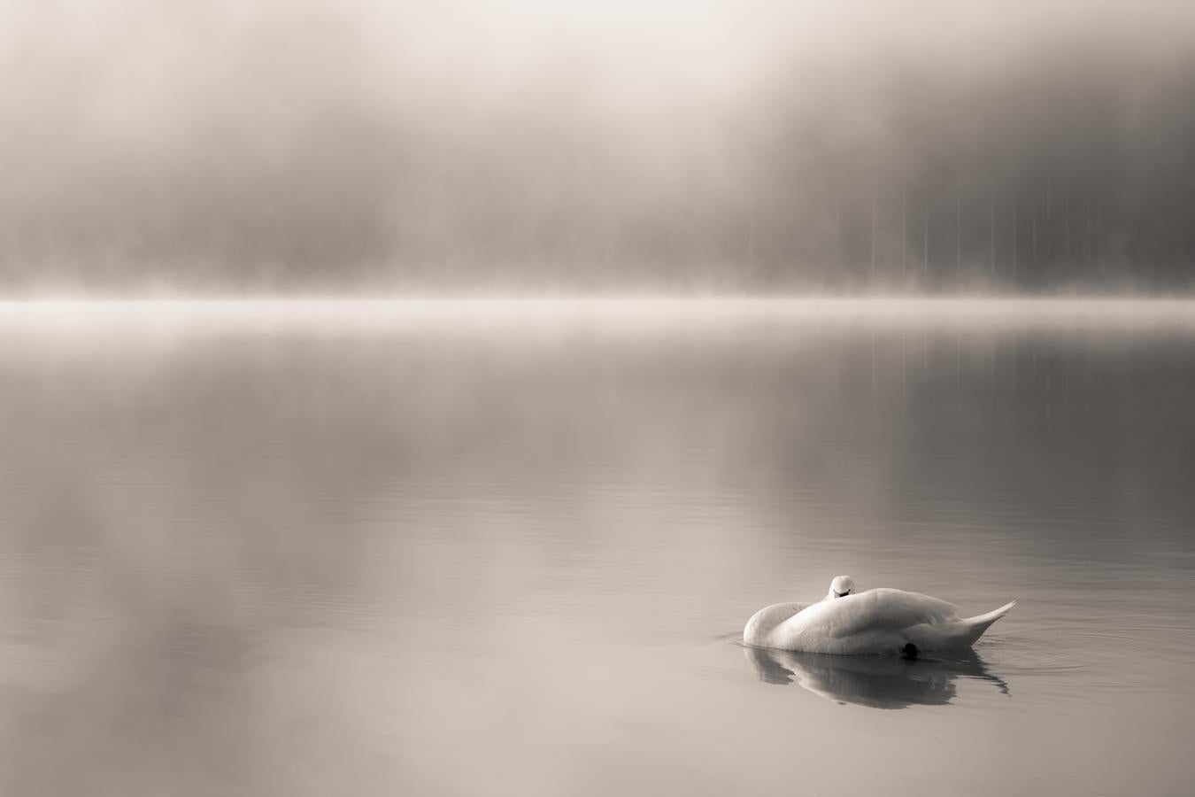 'Serenidad' | Aves del mundo.