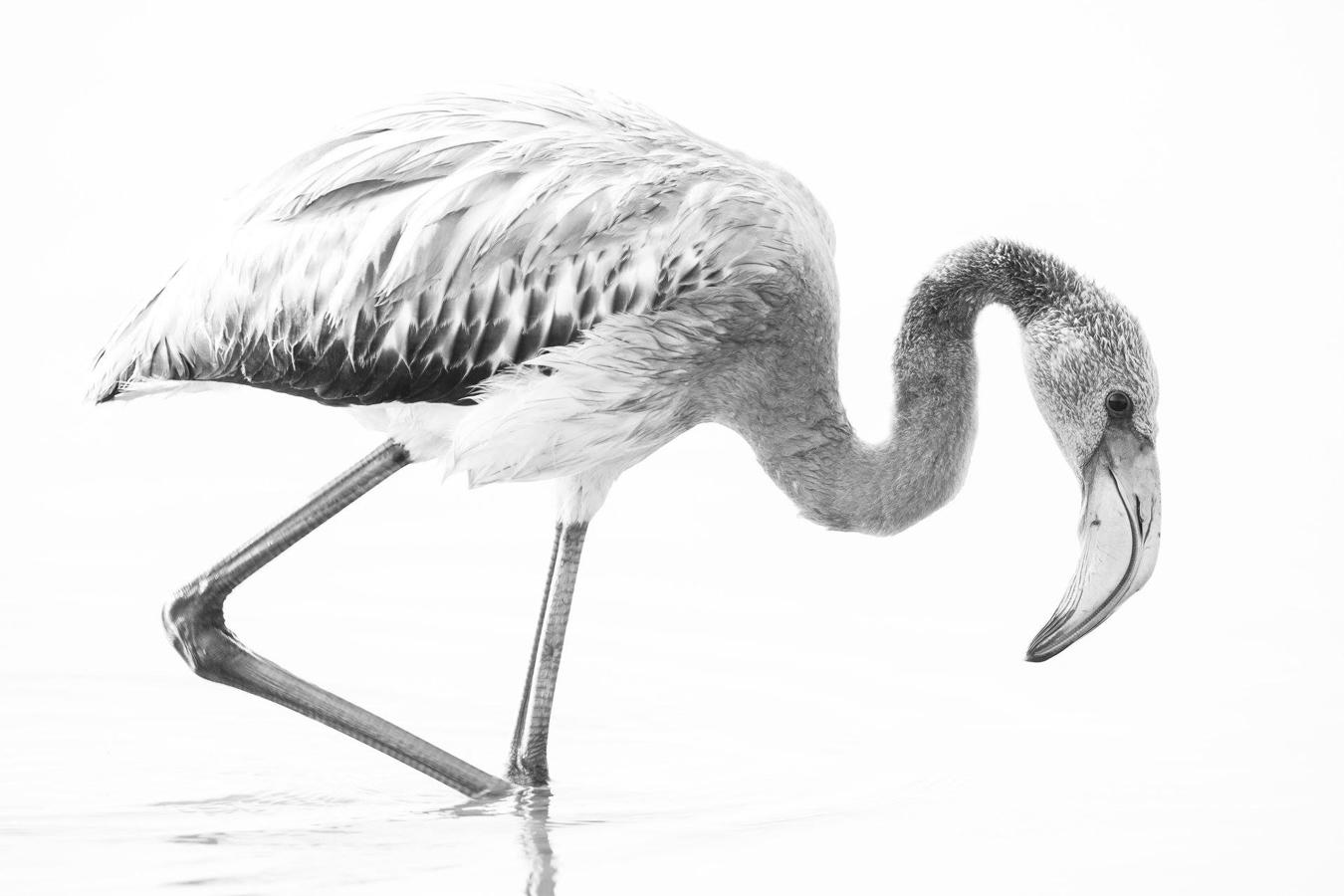 'Flamenco' | Jóvenes fotógrafos.