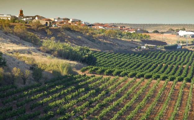 Cultivo de viñedos en Tierra de Barros.