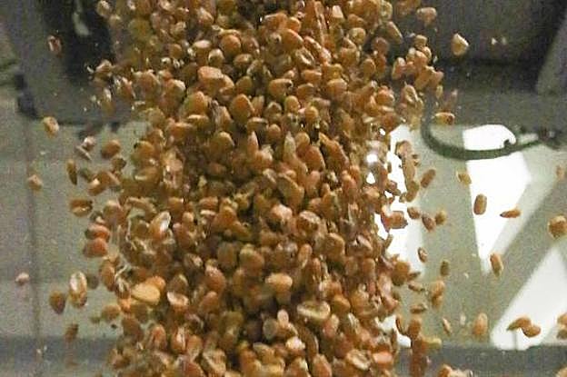 Sémola de maíz extremeña para cerveza y 'snacks' de todo el mundo