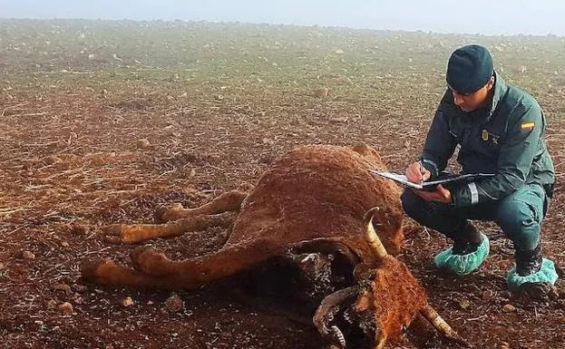 Investigan al propietario de una explotación de Villarta de los Montes por maltrato animal 