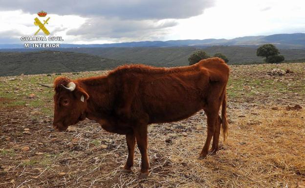 Imagen de una vaca desnutrida.