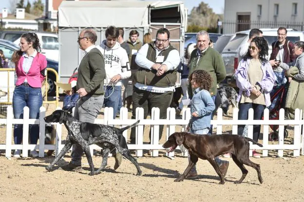 Badajoz celebró el concurso nacional canino 