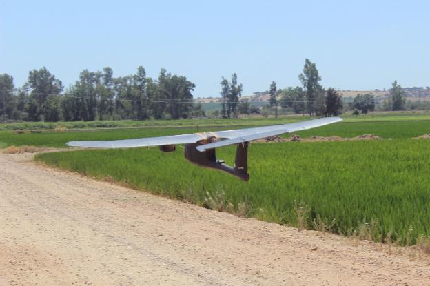 Un dron sobrevuela un arrozal extremeño. :: hoy