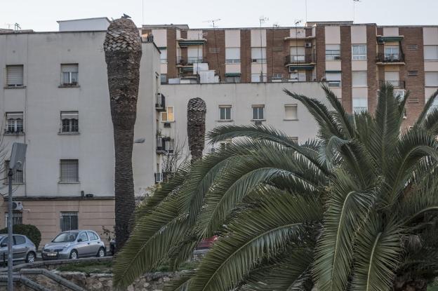 Frente al foso del Baluarte de Menacho, a pocos metros de la avenida de Huelva, hay palmeras afectadas.