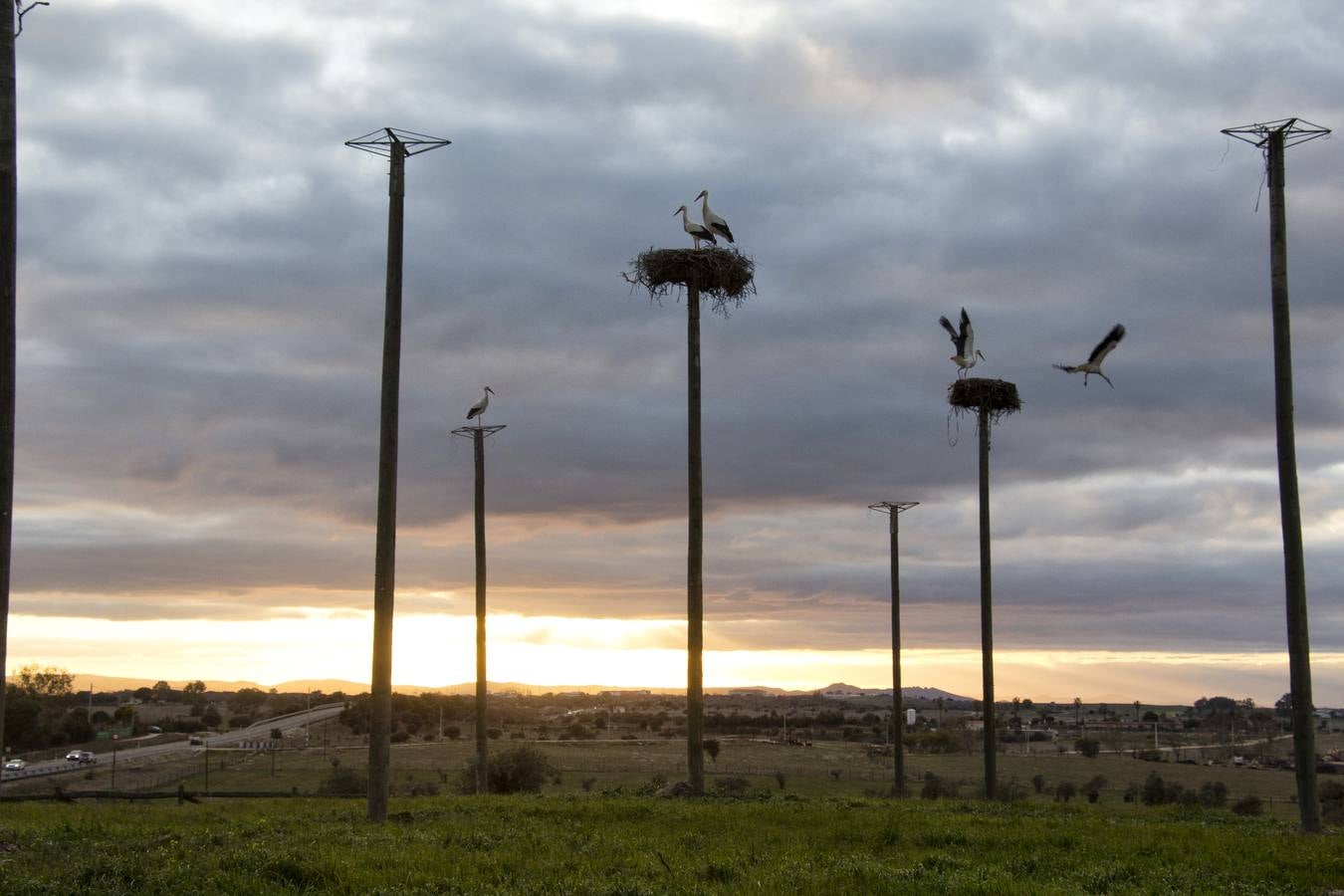 Cada vez hay menos aves en zonas como el casco histórico de Cáceres o Plasencia, lugares donde hasta hace pocos años era muy común verlas