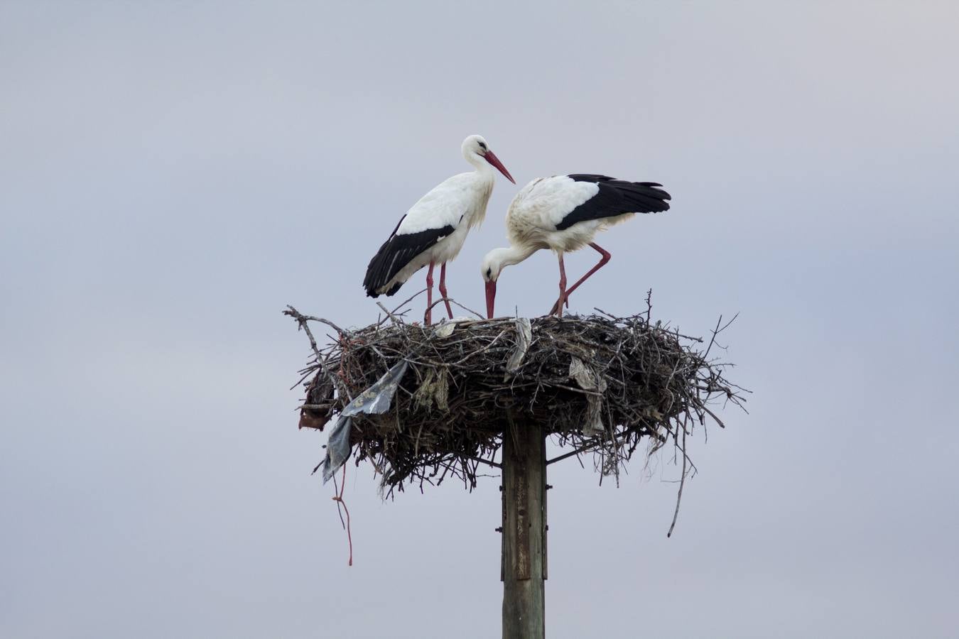 Cada vez hay menos aves en zonas como el casco histórico de Cáceres o Plasencia, lugares donde hasta hace pocos años era muy común verlas