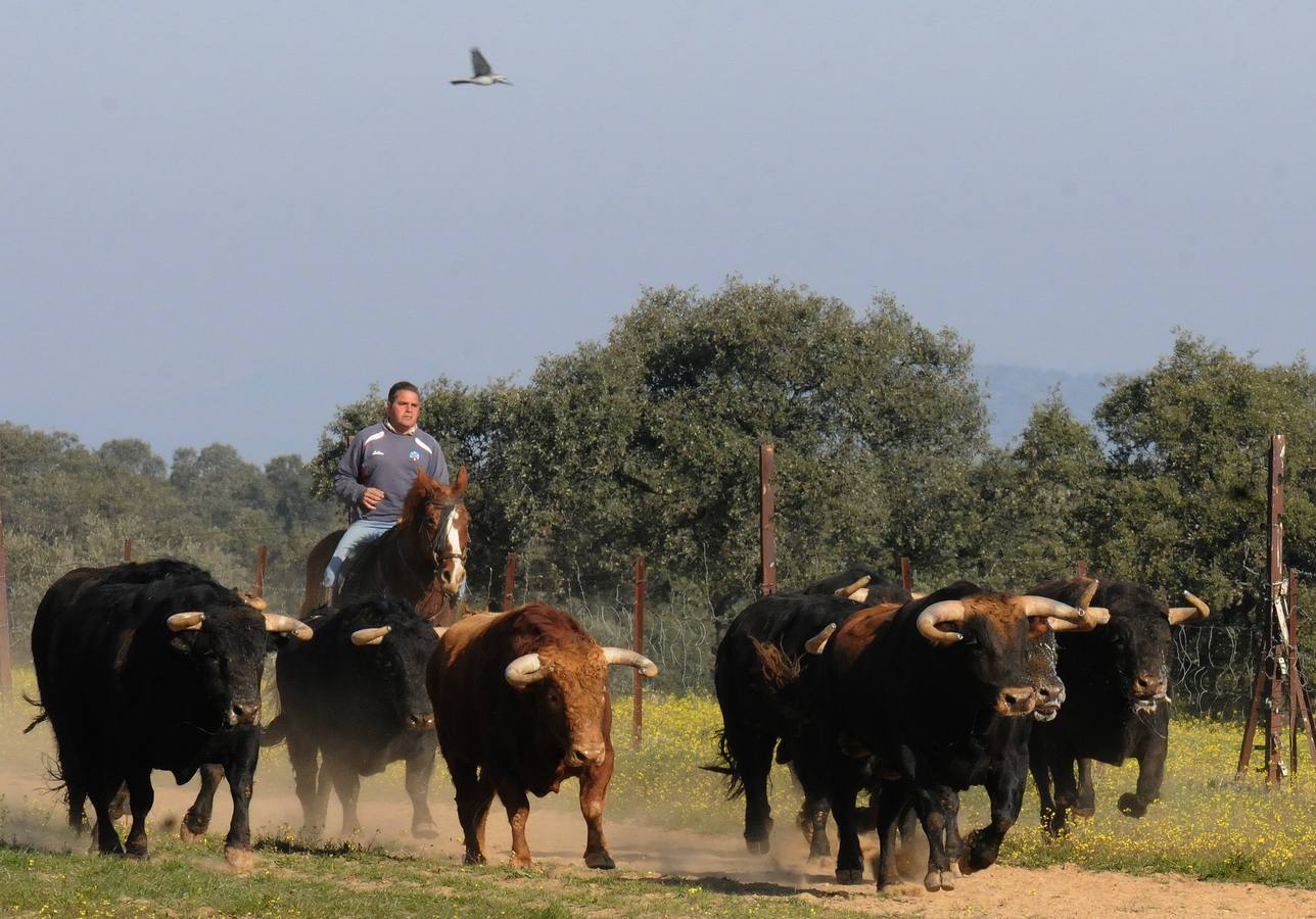 La cría de más de 20.000 cabezas de de este ganado contribuye a mantener intacto el principal ecosistema de la región