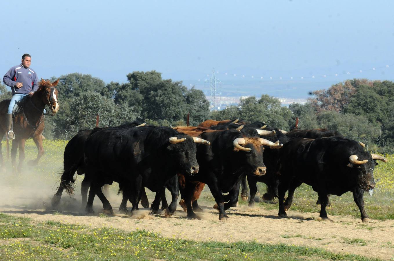 La cría de más de 20.000 cabezas de de este ganado contribuye a mantener intacto el principal ecosistema de la región