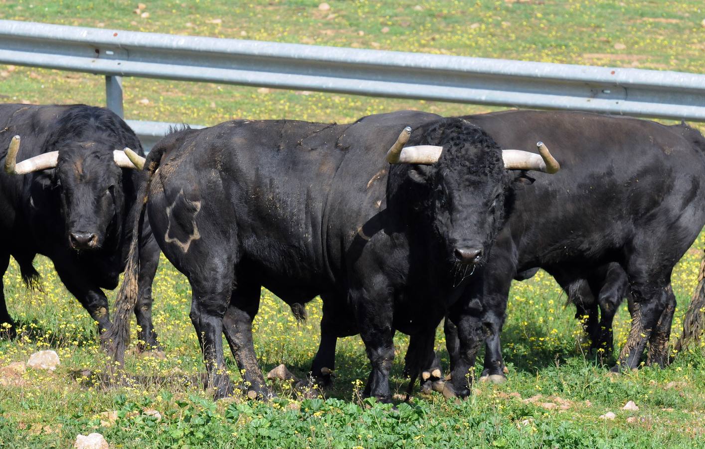 La cría de más de 20.000 cabezas de de este ganado contribuye a mantener intacto el principal ecosistema de la región