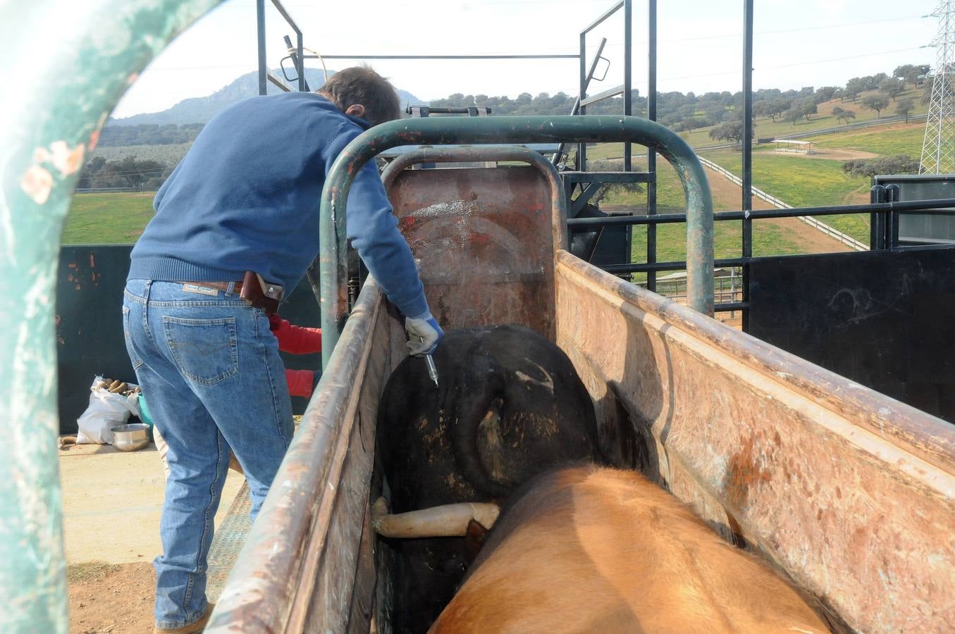 La cría de más de 20.000 cabezas de de este ganado contribuye a mantener intacto el principal ecosistema de la región