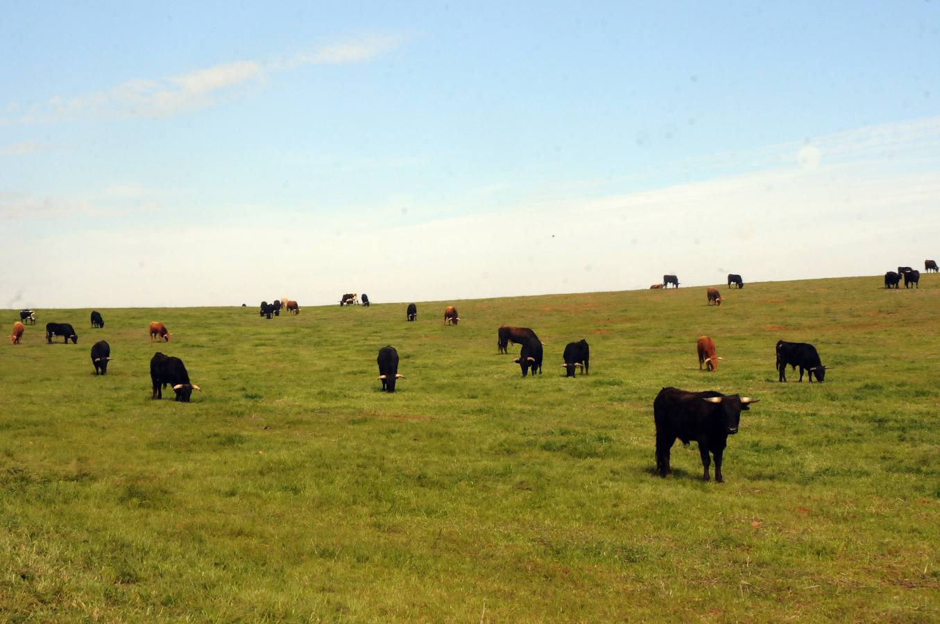 La cría de más de 20.000 cabezas de de este ganado contribuye a mantener intacto el principal ecosistema de la región