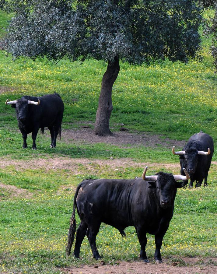 La cría de más de 20.000 cabezas de de este ganado contribuye a mantener intacto el principal ecosistema de la región