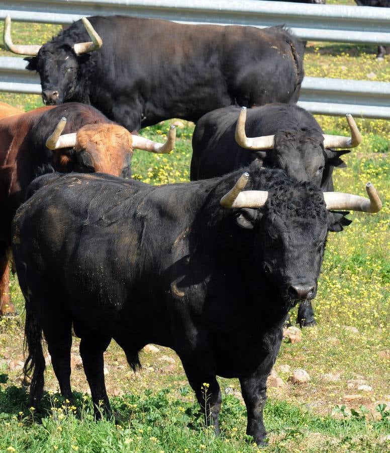 La cría de más de 20.000 cabezas de de este ganado contribuye a mantener intacto el principal ecosistema de la región