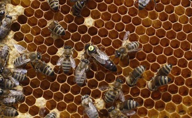 Las lluvias evitarán otro año catastrófico para la apicultura