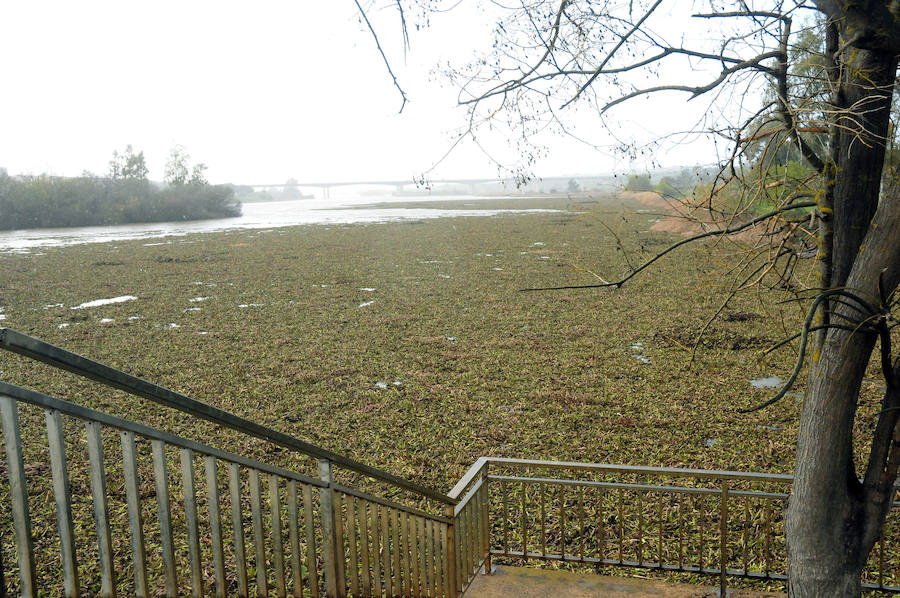 El tramo urbano del Guadiana ha sido tomado por la planta invasora