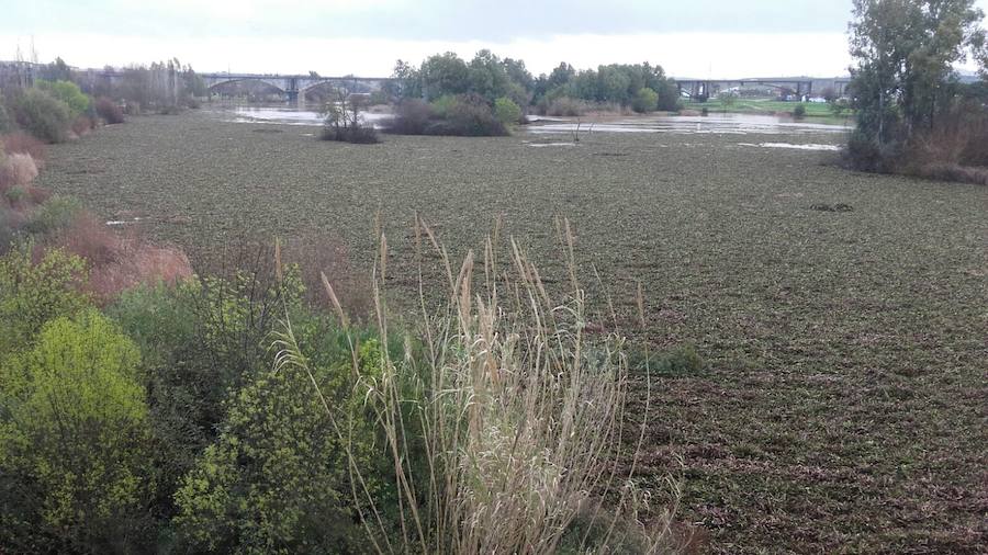 El tramo urbano del Guadiana ha sido tomado por la planta invasora