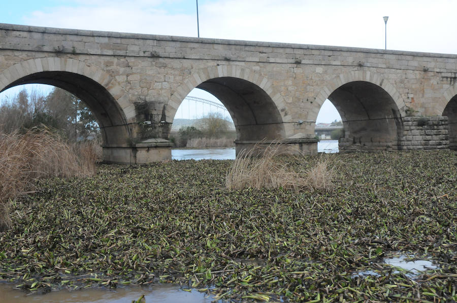 El tramo urbano del Guadiana ha sido tomado por la planta invasora