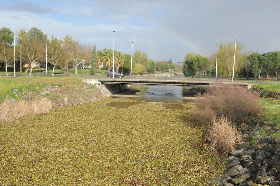 El tramo urbano del Guadiana ha sido tomado por la planta invasora