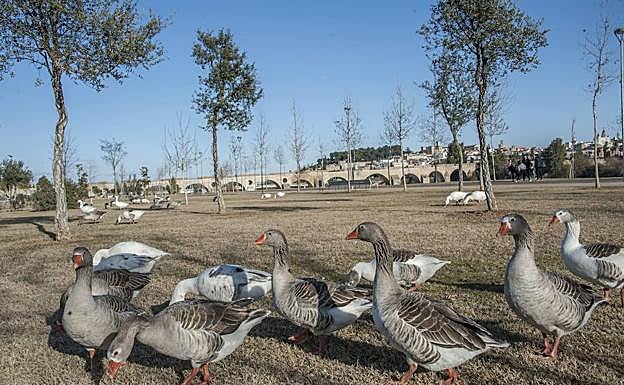 El Ayuntamiento de Badajoz pide permiso a la Junta para llevarse los gansos vivos