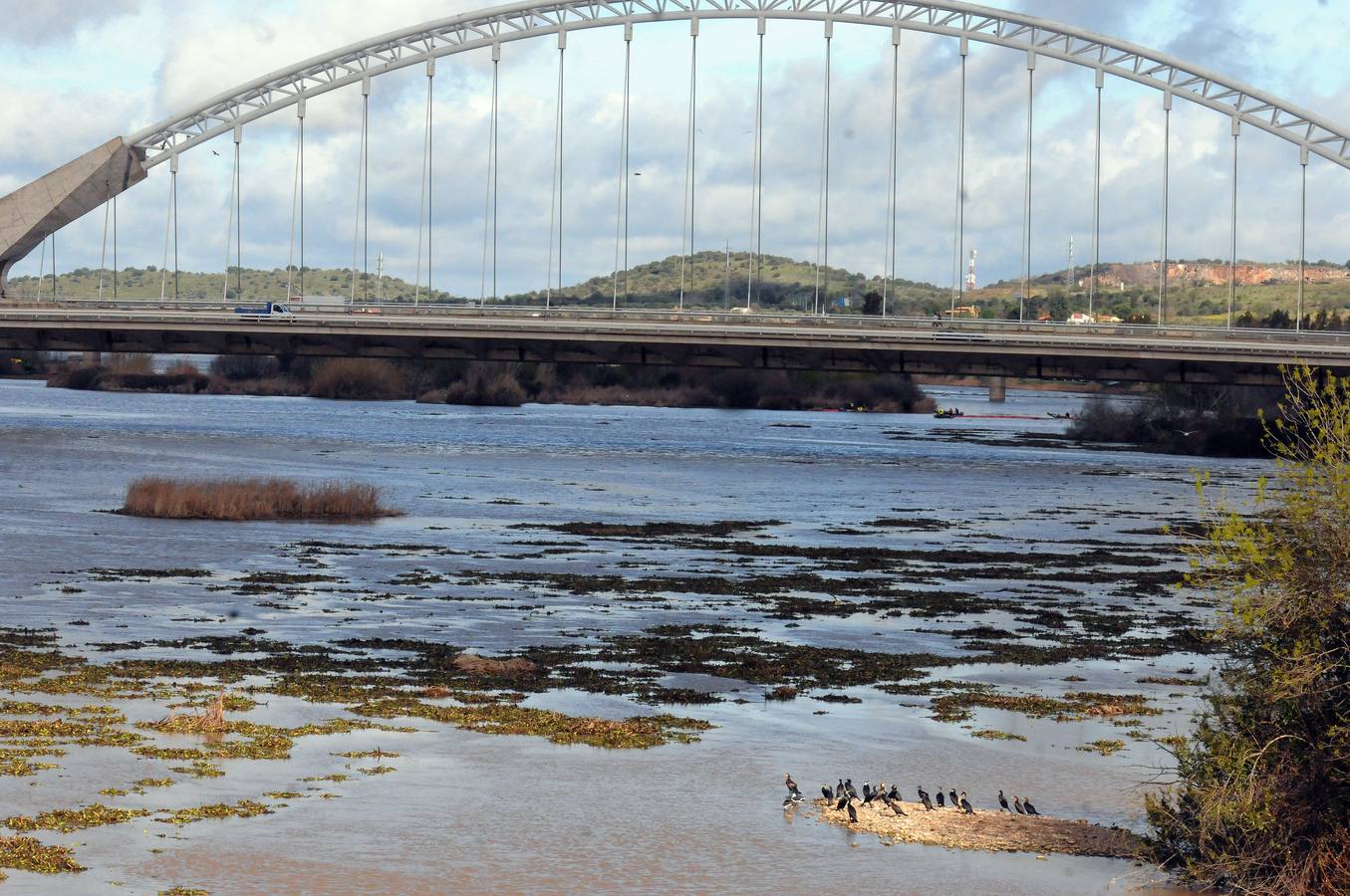El tramo urbano del Guadiana ha sido tomado por la planta invasora