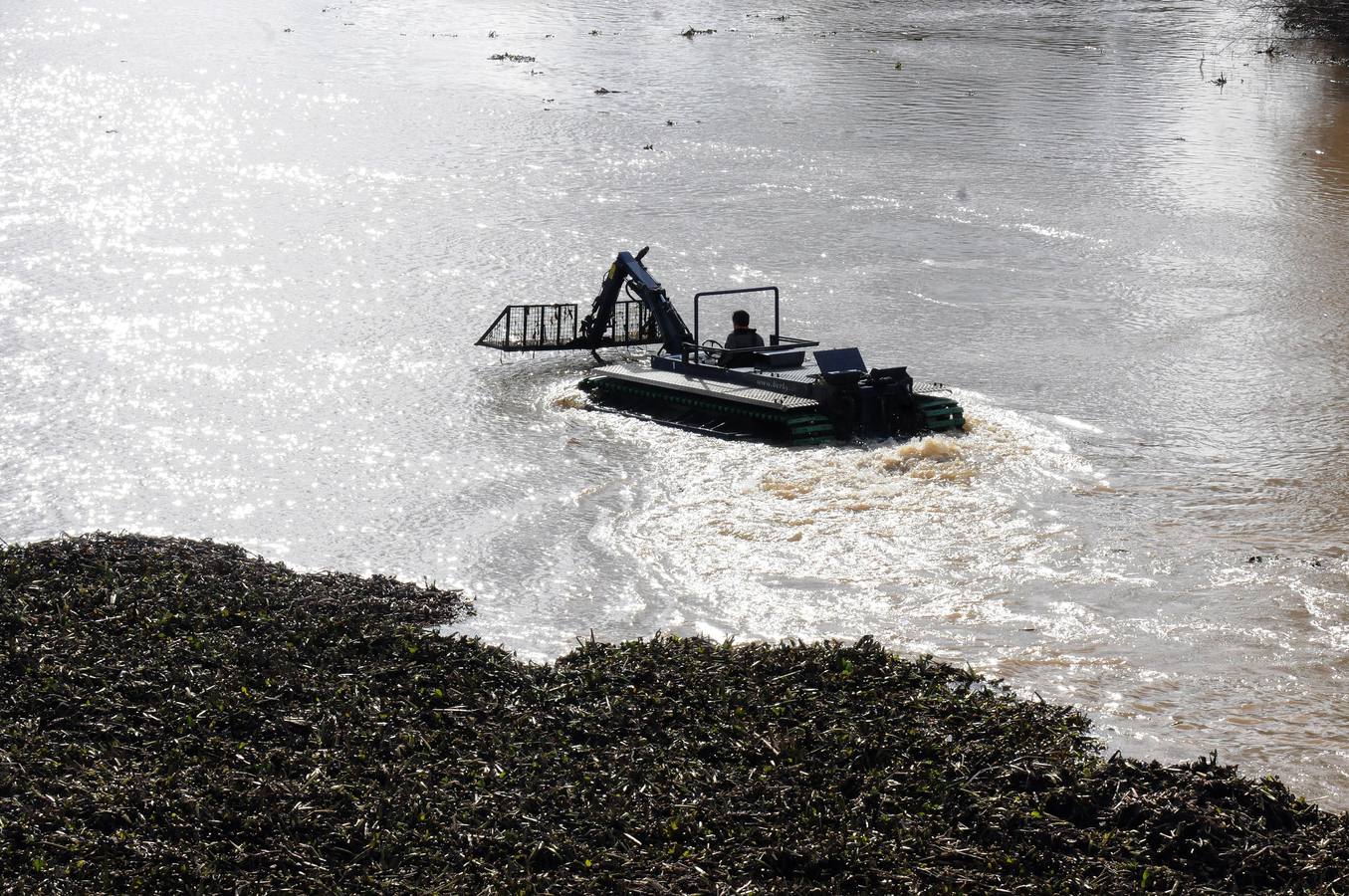 El tramo urbano del Guadiana ha sido tomado por la planta invasora