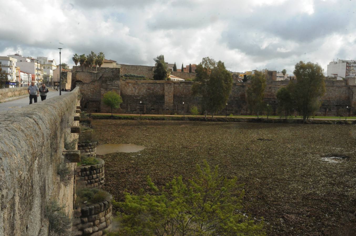El tramo urbano del Guadiana ha sido tomado por la planta invasora