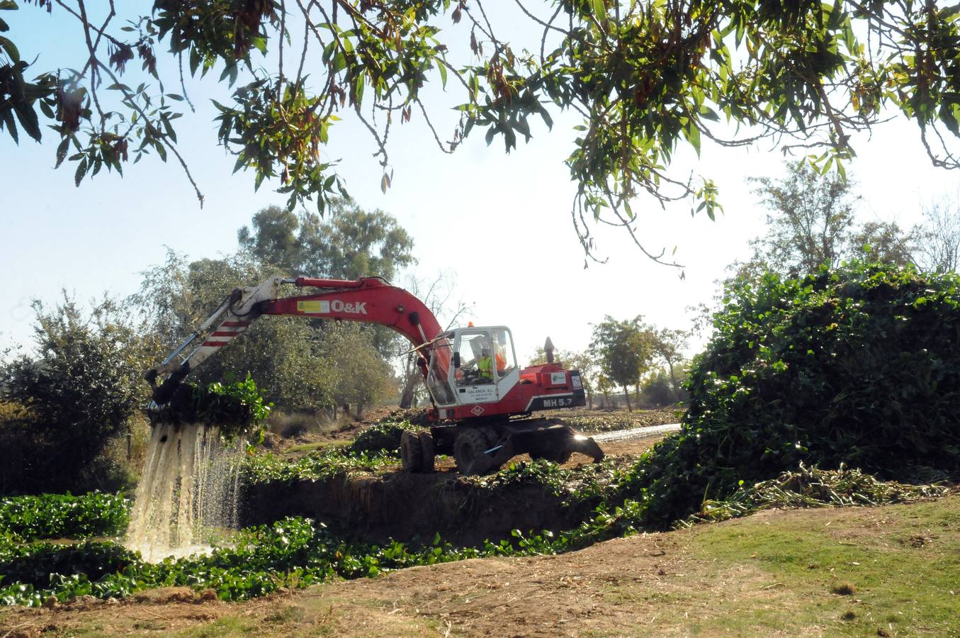 El tramo urbano del Guadiana ha sido tomado por la planta invasora