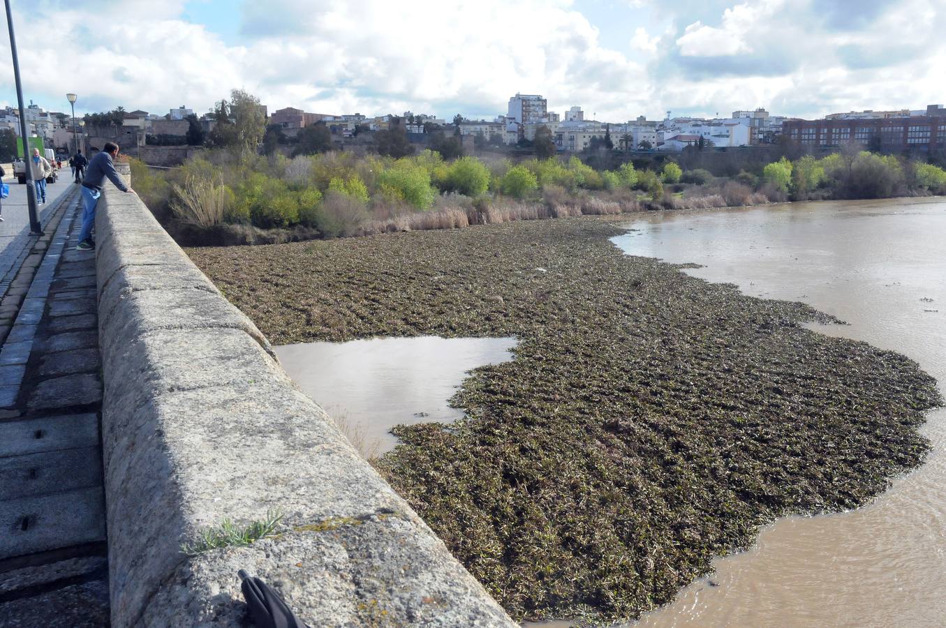 El tramo urbano del Guadiana ha sido tomado por la planta invasora